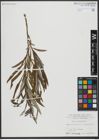 Foto von Salix viminalis L.